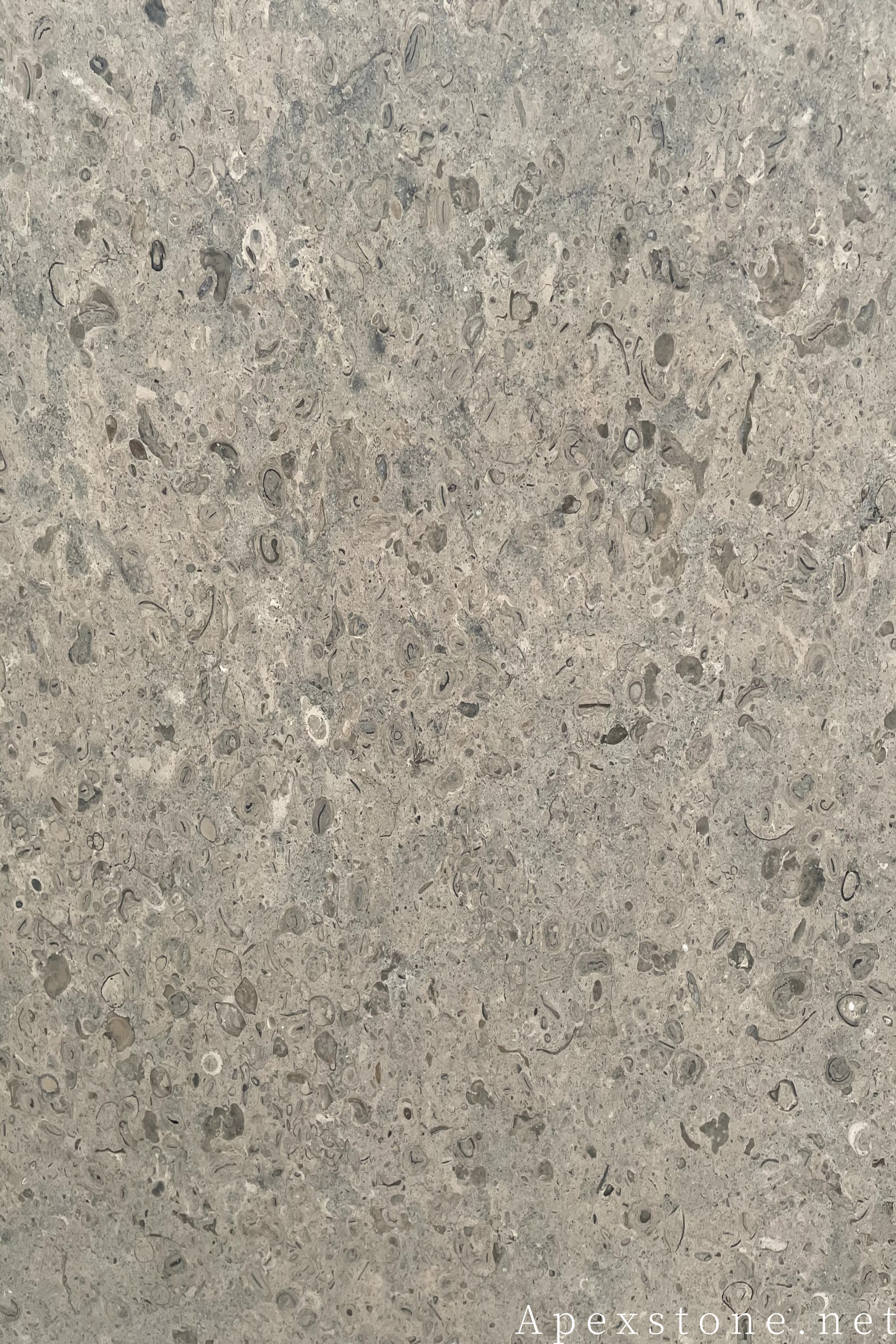 Portuguese Grey Limestone detail slab 286