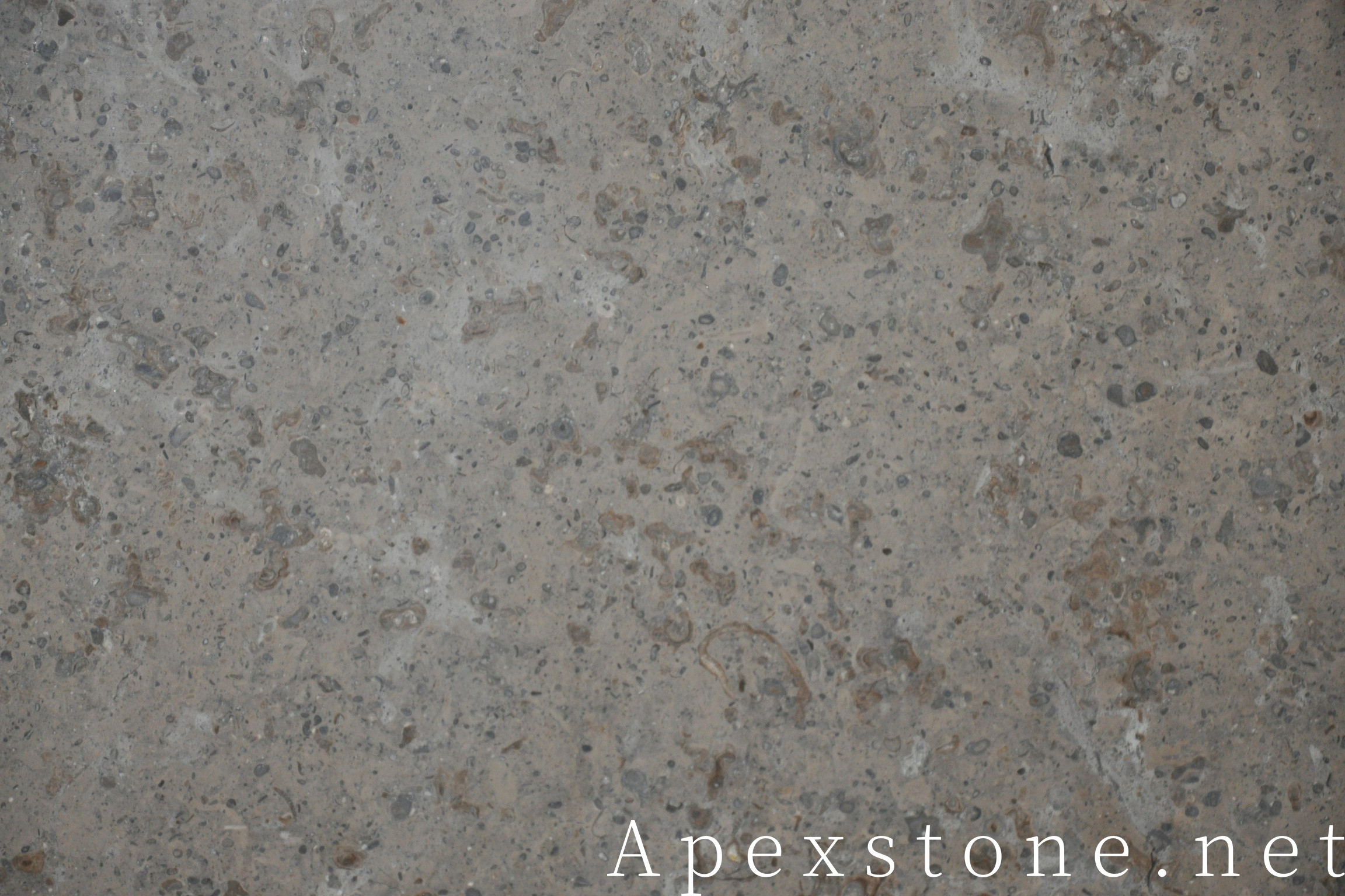 Portuguese Grey Limestone Slab Fossil Limestone